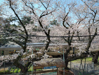 2021春の当院窓からの桜の風景