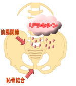 仙腸関節や恥骨結合に働きかけるリラキシンのイラスト