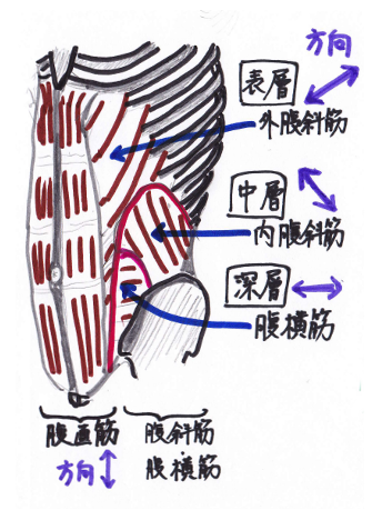 腹筋群の位置を示したイメージイラスト