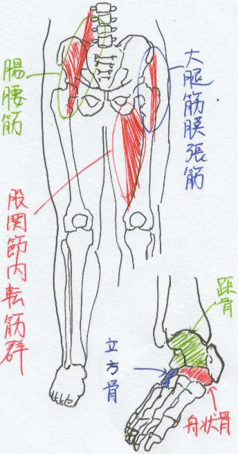 足の問題で弱化しやすい筋肉を示したイラスト